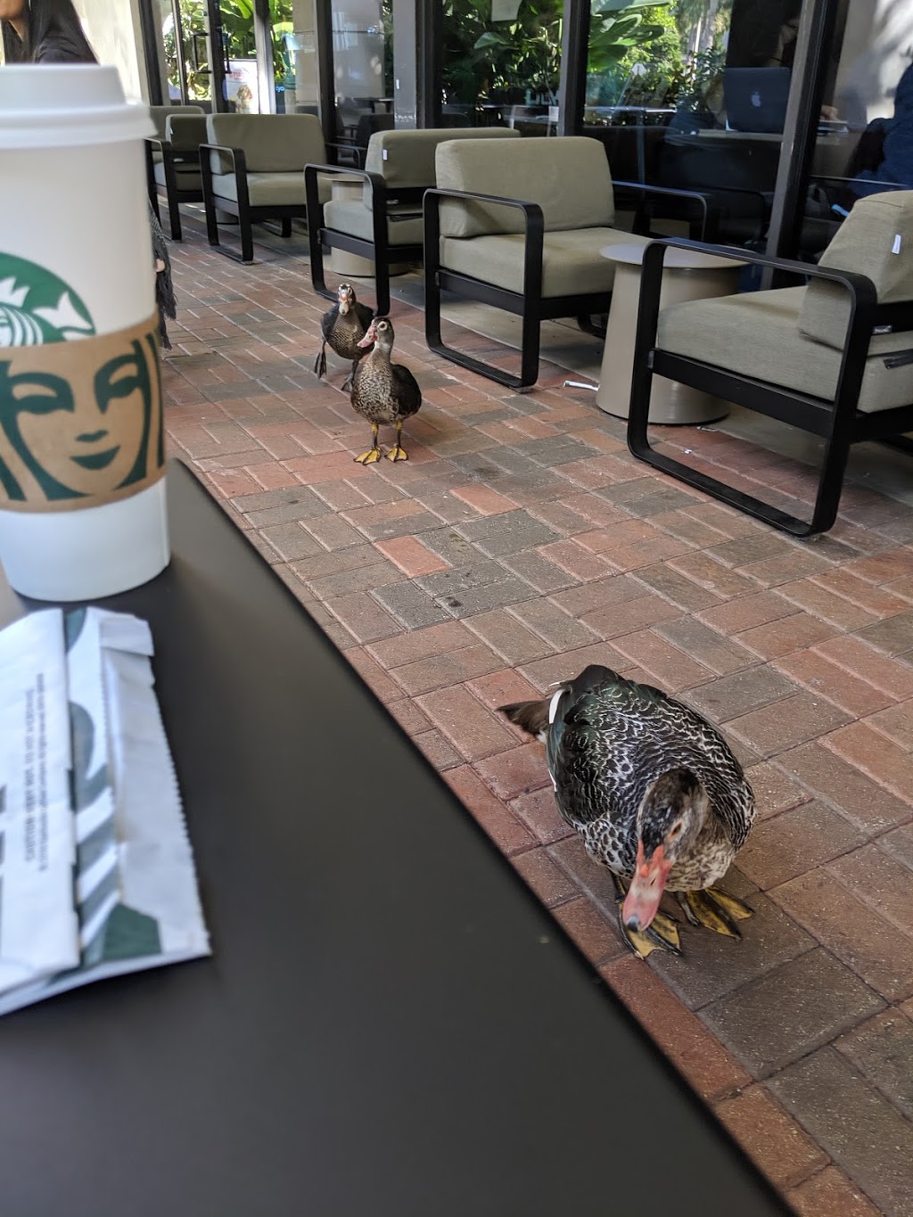 Starbucks | cafe | 2800 FL-817, Coral Springs, FL 33065, USA | 9547522773 OR +1 954-752-2773