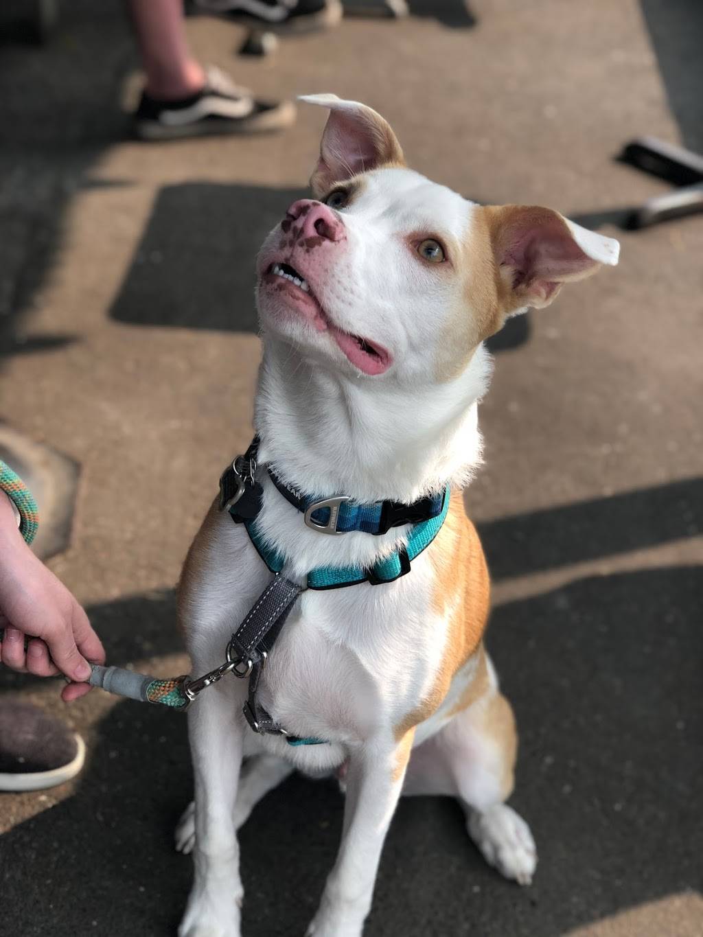 Misdemeanor Meadows | restaurant | 6920 SE 52nd Ave, Portland, OR 97206, USA | 5032068556 OR +1 503-206-8556