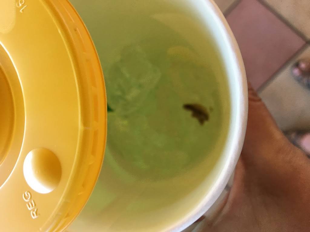 Subway | restaurant | 296 St John St, Portland, ME 04102, USA | 2077756565 OR +1 207-775-6565