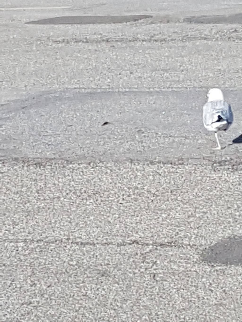 Subway | restaurant | 11725, boul de Pierrefonds, Pierrefonds, QC H9A 1A1, Canada | 5146847907 OR +1 514-684-7907