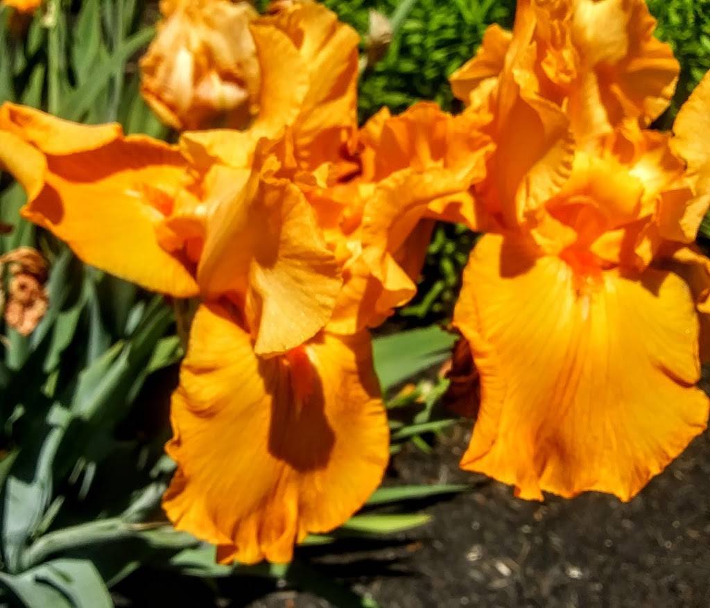 Burger King | restaurant | 165 Main St, South Paris, ME 04281, USA | 2077432022 OR +1 207-743-2022