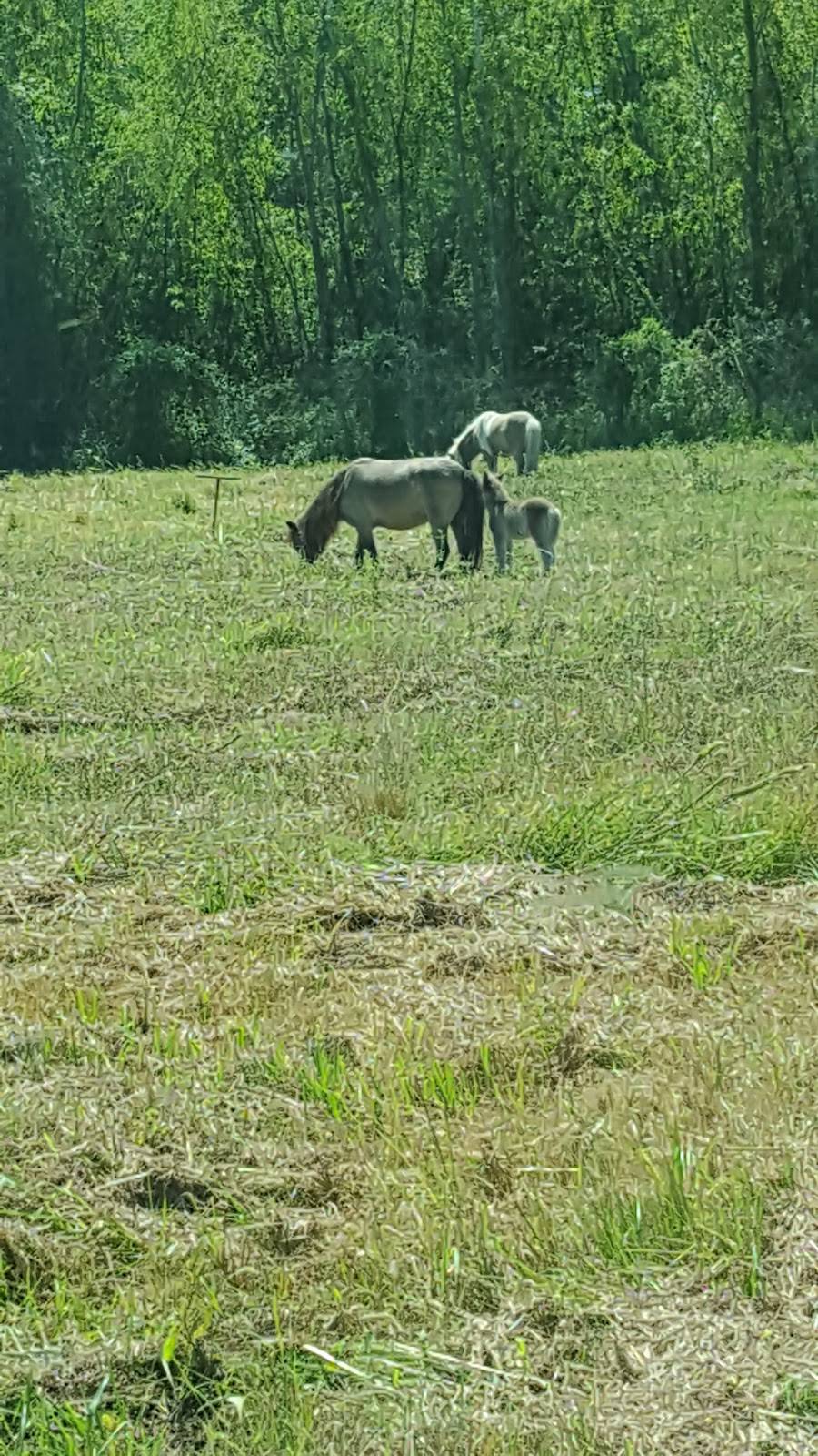 Subway Restaurants | restaurant | 16567 TX-124, Beaumont, TX 77705, USA | 4097941313 OR +1 409-794-1313