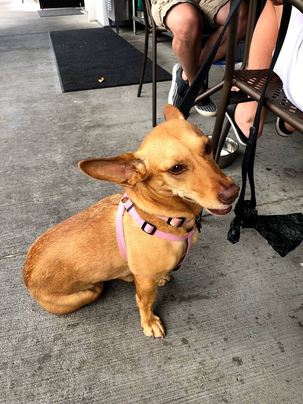 Lazy Dog Johnstown | restaurant | 4801 Thompson Pkwy, Johnstown, CO 80534, USA | 9706608874 OR +1 970-660-8874