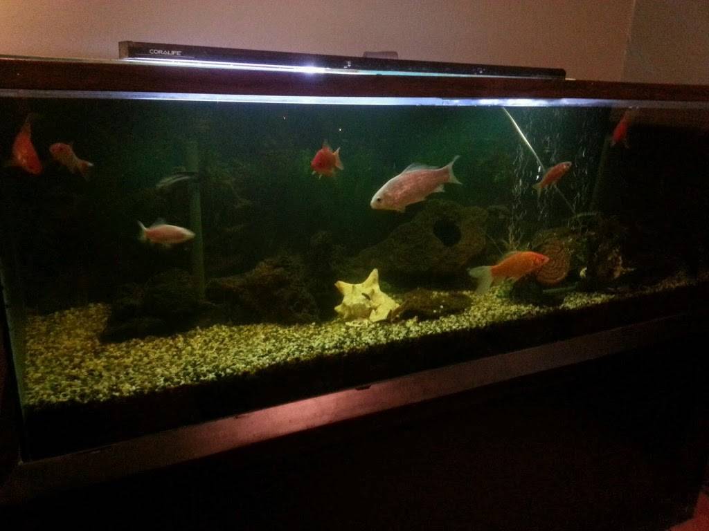 Eastern Classic Thai Restaurant | restaurant | 461 Tennessee St, Redlands, CA 92373, USA | 9097930150 OR +1 909-793-0150