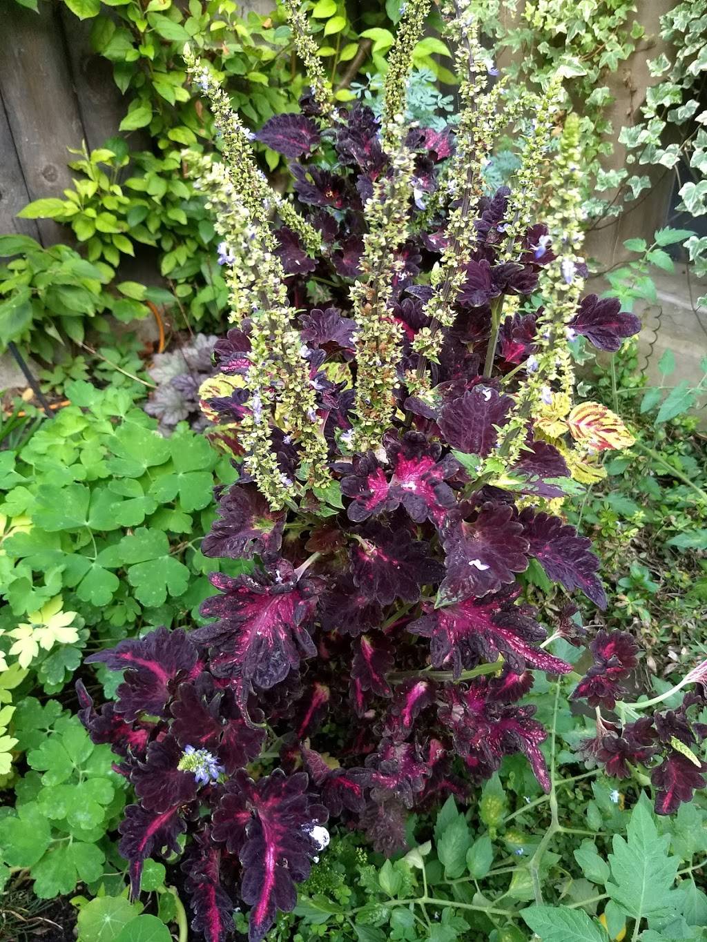 The Dapper Goose | restaurant | 491 Amherst St, Buffalo, NY 14207, USA | 7165510716 OR +1 716-551-0716