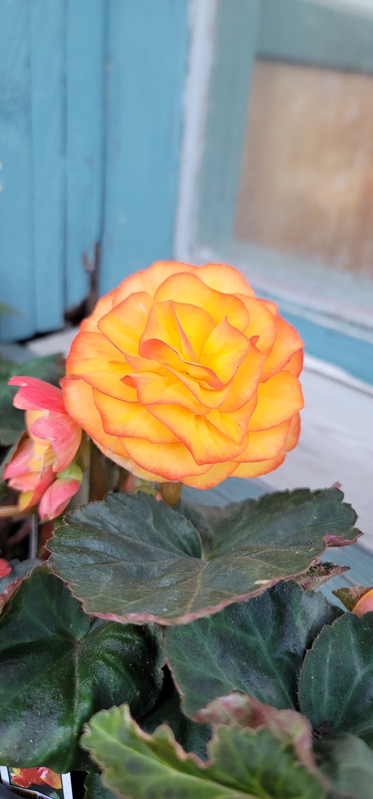 Kates Cattlemens Restaurant | restaurant | 601 Main St, Riggins, ID 83549, USA | 2086283195 OR +1 208-628-3195