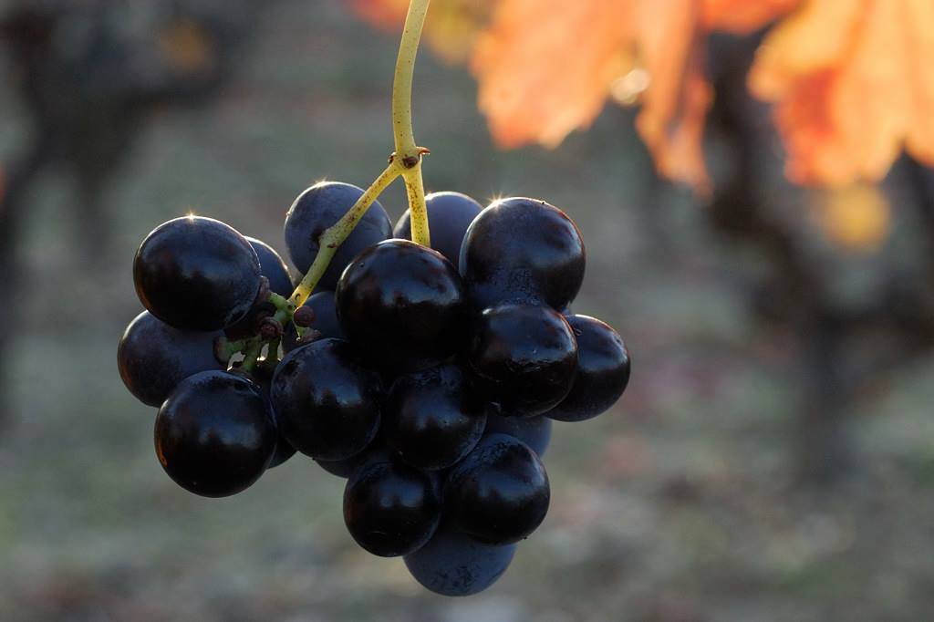 Red Fox Winery & Vineyards | restaurant | 1422 NW 800 Rd, Urich, MO 64788, USA | 8169188161 OR +1 816-918-8161