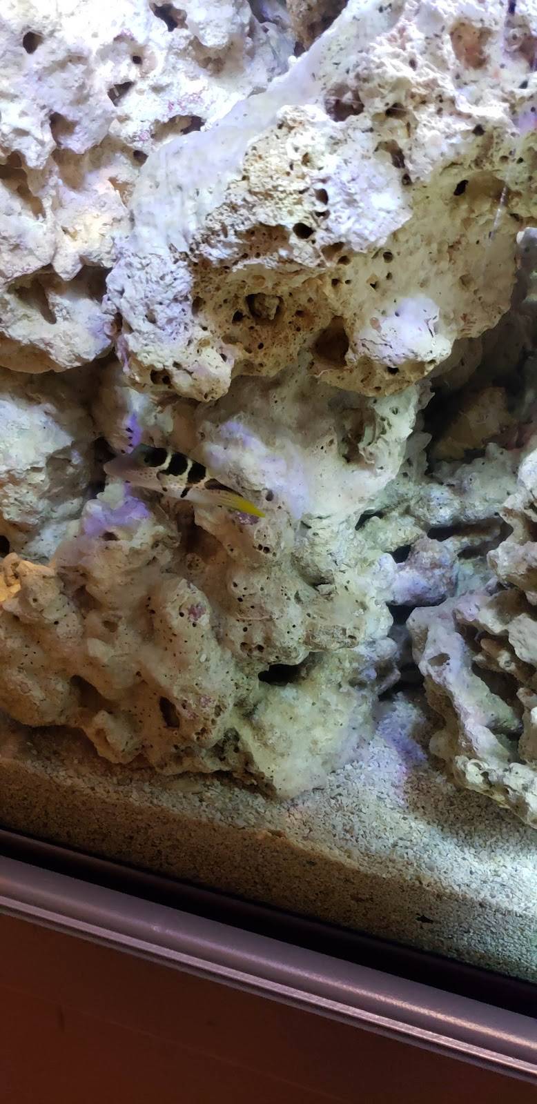 Taqueria El Kacheton Chicago | restaurant | 2446 N Laramie Ave, Chicago, IL 60639, USA | 7734207892 OR +1 773-420-7892