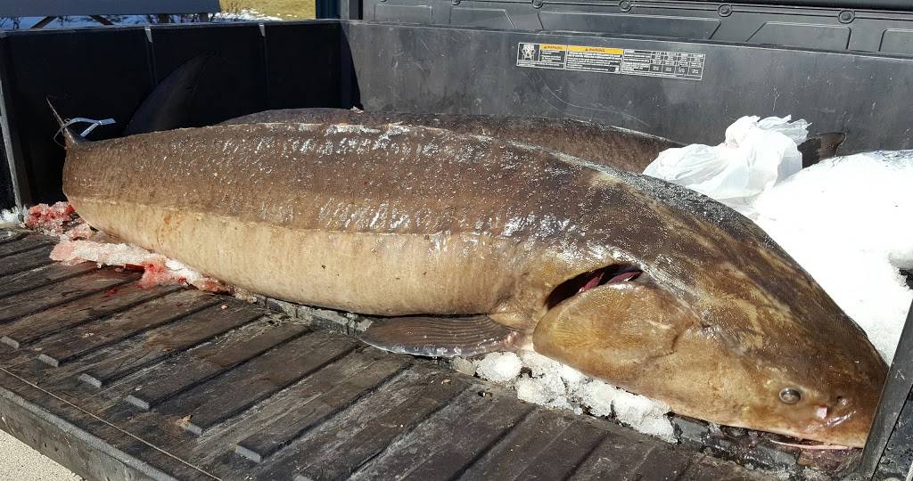 Fishtail Inn Bar & Grill | restaurant | W5636 Co Rd EE, Hilbert, WI 54129, USA | 9204391565 OR +1 920-439-1565