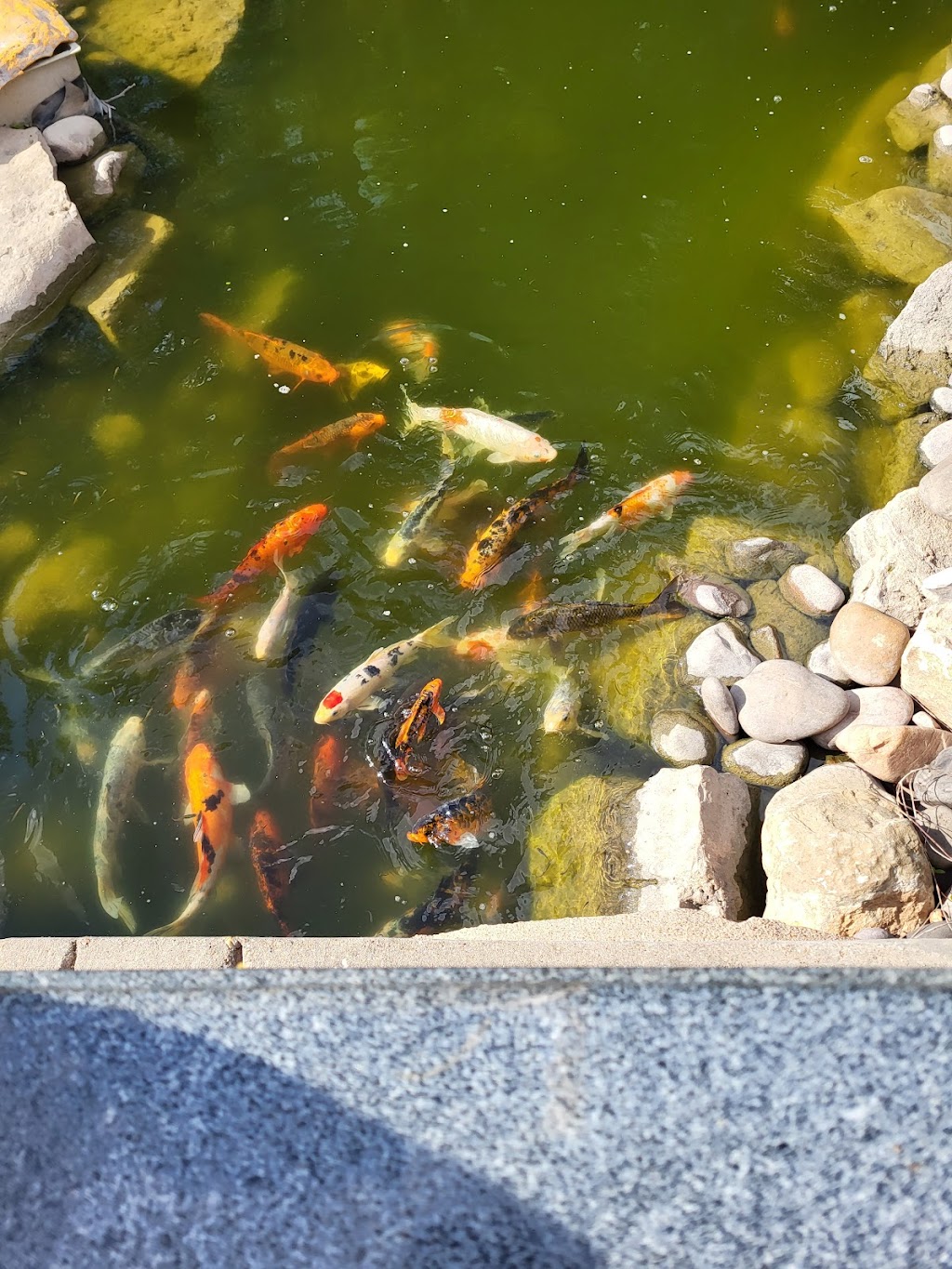 Szechuan | restaurant | 3425 S 1st St, Abilene, TX 79605, USA | 3256739100 OR +1 325-673-9100