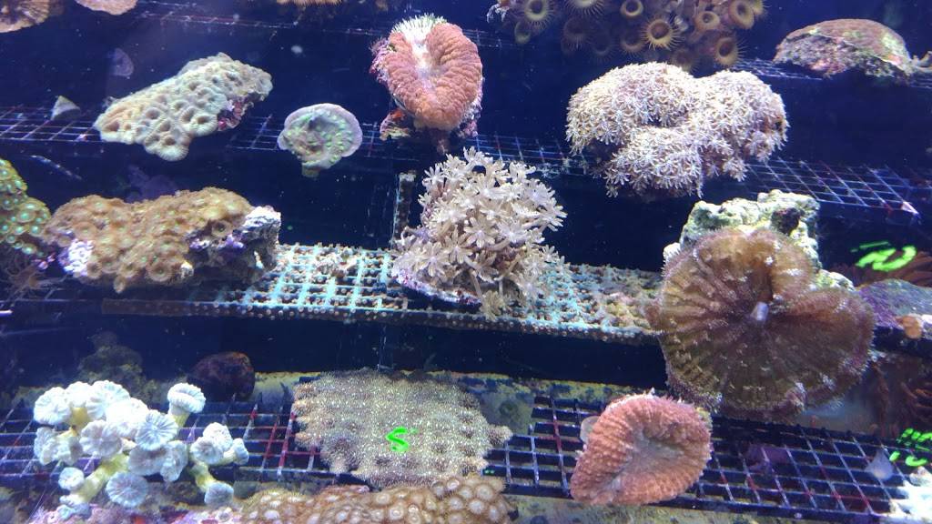 Da Cajun Shak | restaurant | 6249 E 21st St N, Wichita, KS 67208, USA | 3162601486 OR +1 316-260-1486