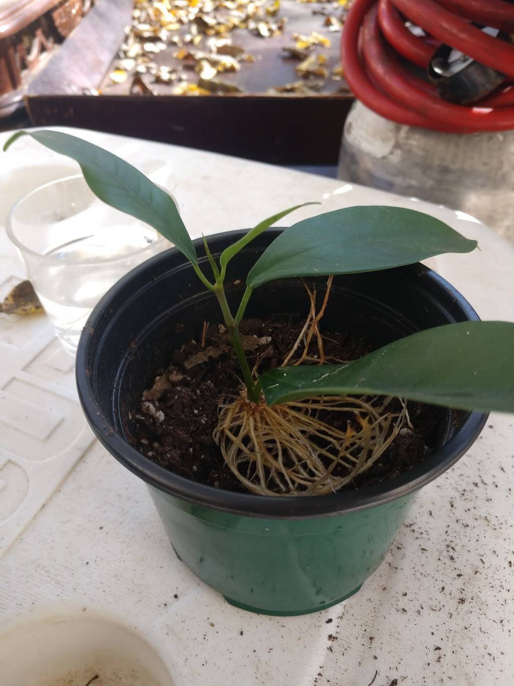 Rusty Cannon Pub | restaurant | 730 W Stassney Ln #120, Austin, TX 78745, USA | 5124945271 OR +1 512-494-5271