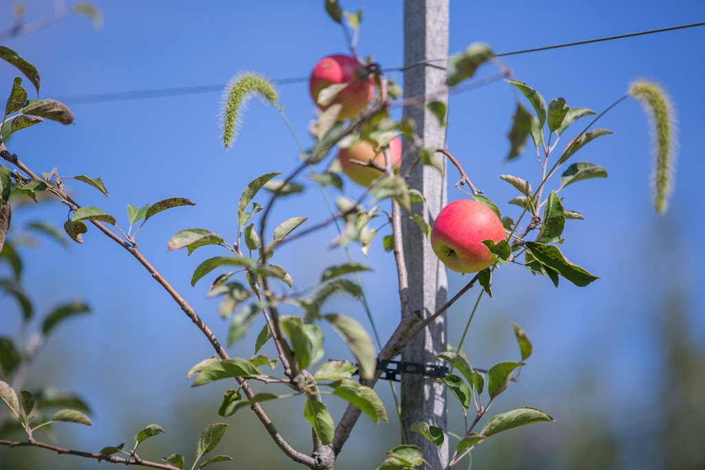 Wilsons Orchard & Farm | bakery | 4823 Dingleberry Rd NE #1, Iowa City, IA 52240, USA | 3193545651 OR +1 319-354-5651