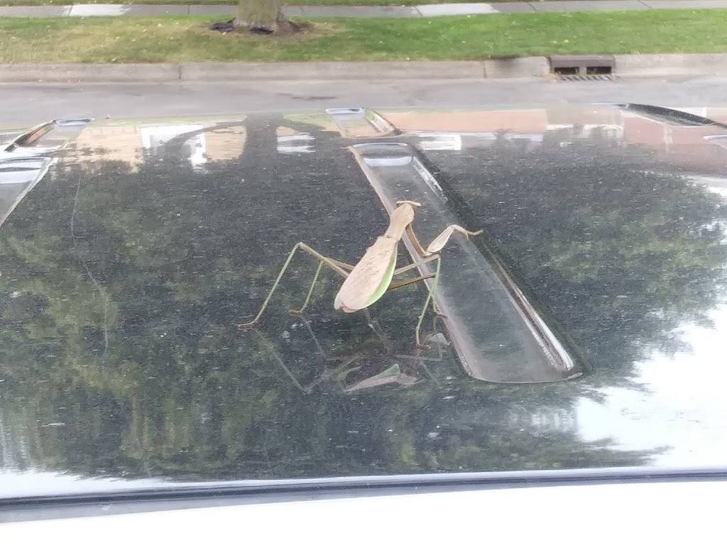 Olympia Restaurant | restaurant | 536 Lincoln St, Welland, ON L3B 1P1, Canada | 9057141115 OR +1 905-714-1115