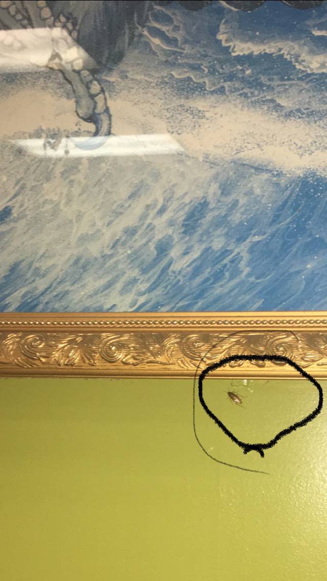 Jumbo China Restaurant | restaurant | 404 E Six Forks Rd #183, Raleigh, NC 27609, USA | 9195468858 OR +1 919-546-8858