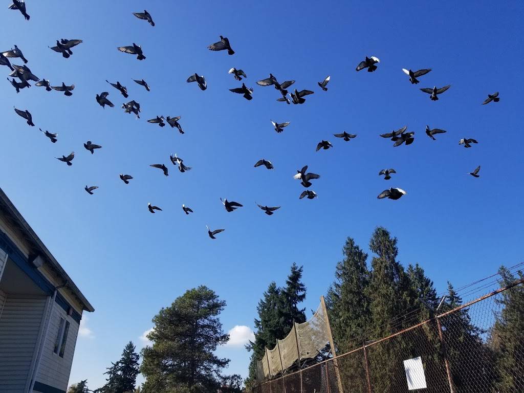 El Gallo De Oro | restaurant | 3201 Portland Ave E, Tacoma, WA 98404, USA | 2533838095 OR +1 253-383-8095