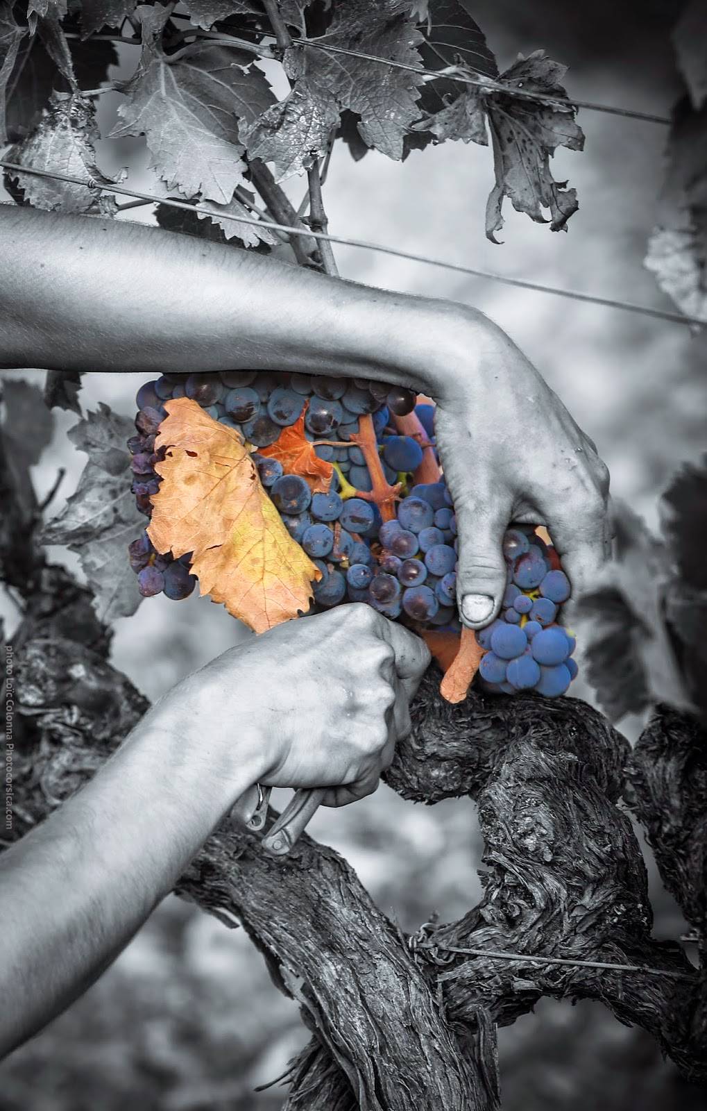 Petits Creux | restaurant | 1125 Avenue Cartier, Québec, QC G1R 2S6, Canada | 5817425050 OR +1 581-742-5050