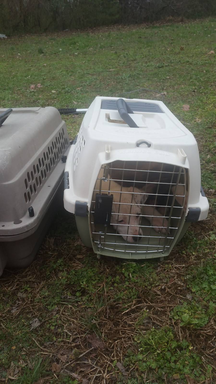 Speedy Gonzalez Tacos & Thangs | restaurant | 319 Peabody St, Nashville, TN 37210, USA | 9313786765 OR +1 931-378-6765