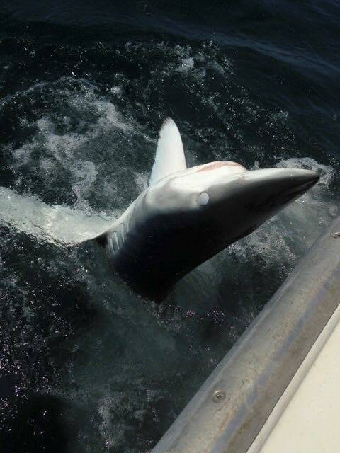 Captain Bobs Lobster Tours & Fishing Charters | restaurant | 1 Ocean Blvd, Hampton, NH 03842, USA | 6032311698 OR +1 603-231-1698