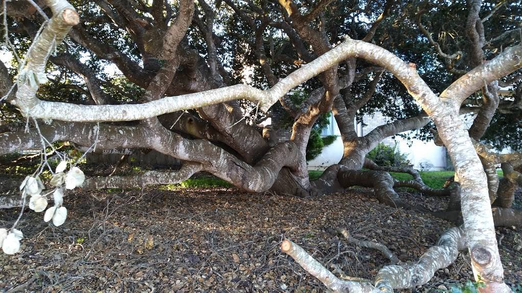 Jack in the Box | restaurant | 917 Academy Dr, Thousand Oaks, CA 91320, USA | 8052414932 OR +1 805-241-4932