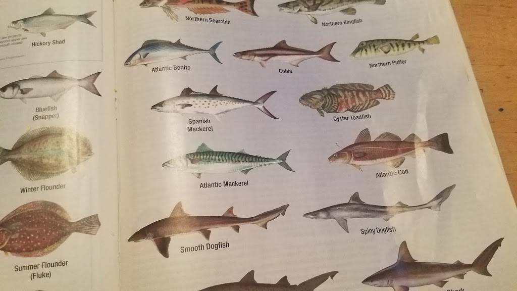 Freddies Restaurant | restaurant | 353 Totowa Ave, Paterson, NJ 07502, USA | 8622573492 OR +1 862-257-3492