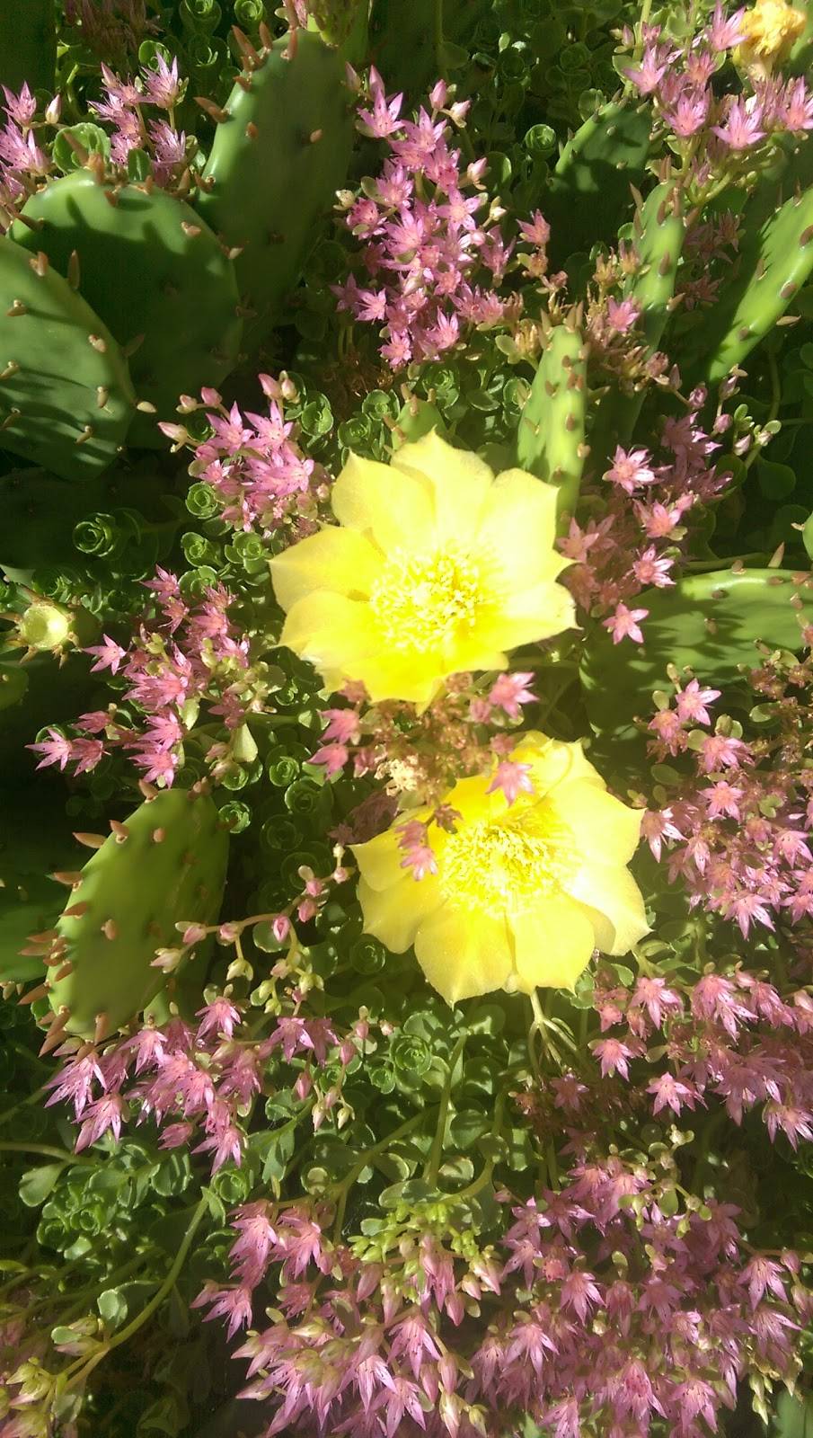 Pancho and Leftys | restaurant | 3254 Kent Rd, Stow, OH 44224, USA | 3306866781 OR +1 330-686-6781