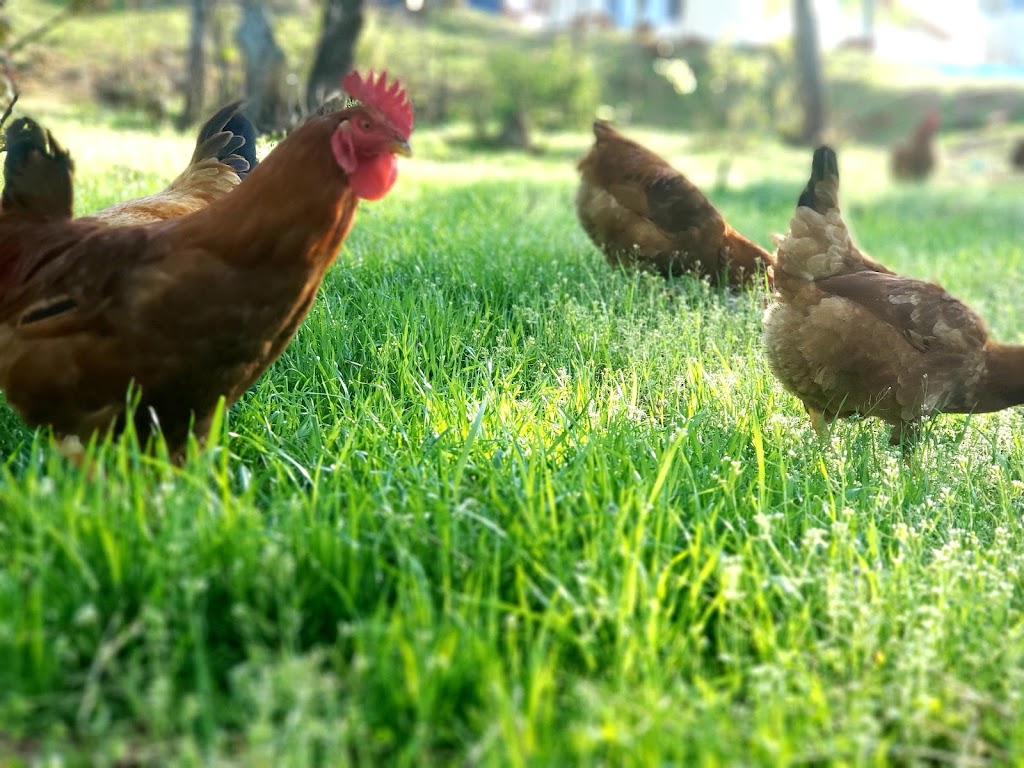 Uproot Meats | restaurant | 3152 Siskiyou Blvd, Ashland, OR 97520, USA | 4085049869 OR +1 408-504-9869