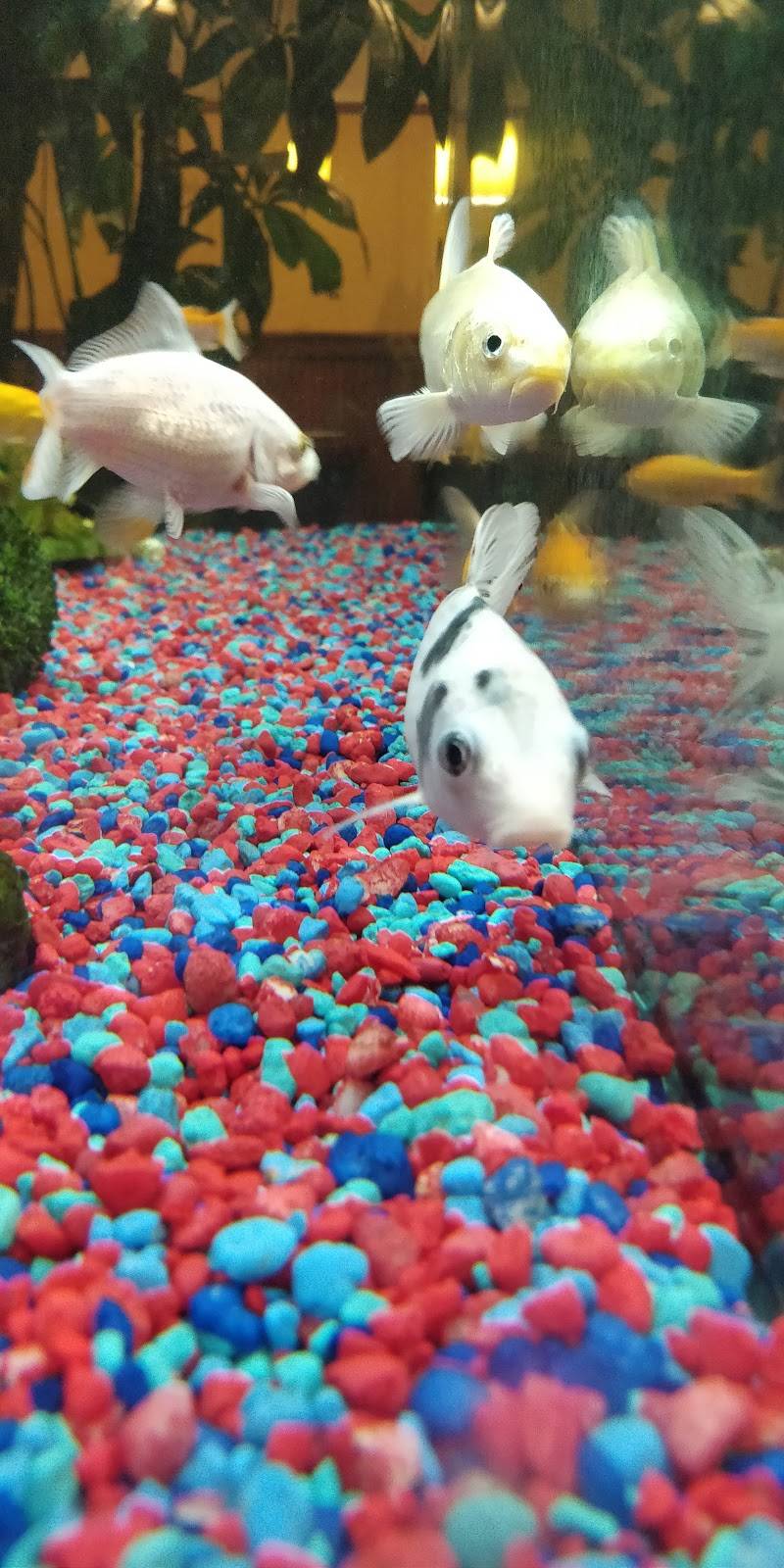 Asia Garden | restaurant | 19648 W 130th St, Strongsville, OH 44136, USA | 4402686622 OR +1 440-268-6622