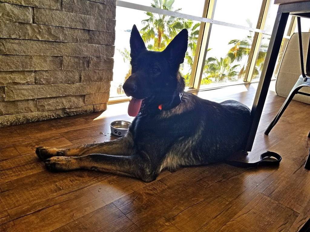 Plunge | restaurant | 1900 E Ocean Blvd, Long Beach, CA 90802, USA | 5623737164 OR +1 562-373-7164