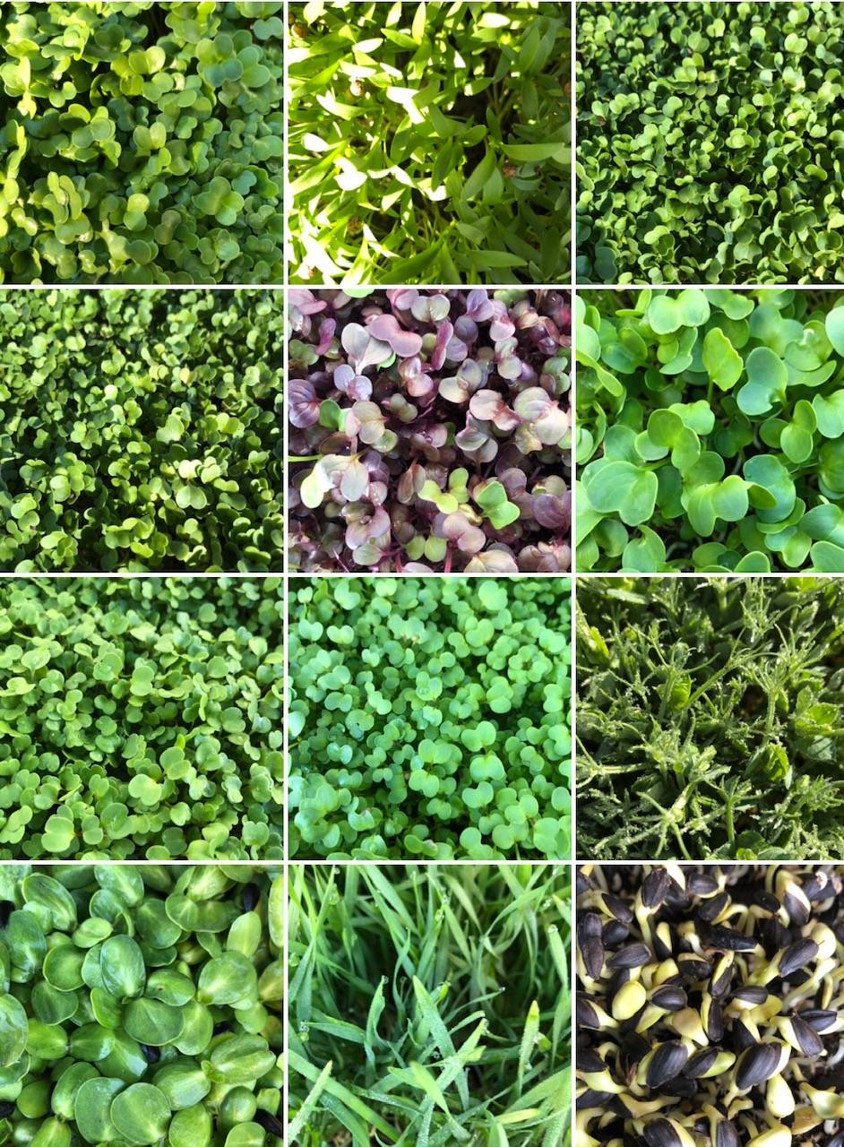 Microgreens R Us | restaurant | 4871 Conrad Ave, San Diego, CA 92117, USA | 8586100333 OR +1 858-610-0333