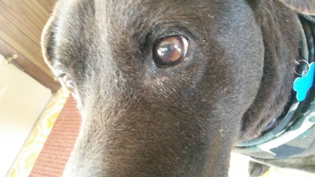 Subway | restaurant | 868 N Van Dyke Rd, Almont, MI 48003, USA | 8107988002 OR +1 810-798-8002