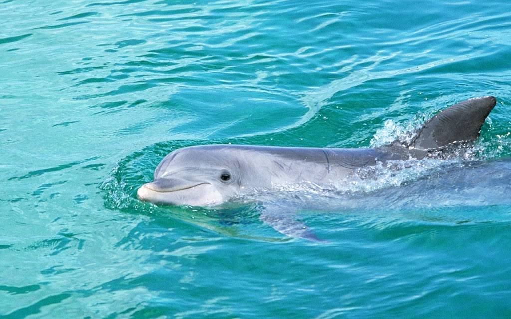 Subway Restaurants | restaurant | 8019 W Hillborough Ave, Commons Unit A, Tampa, FL 33615, USA | 8138887777 OR +1 813-888-7777