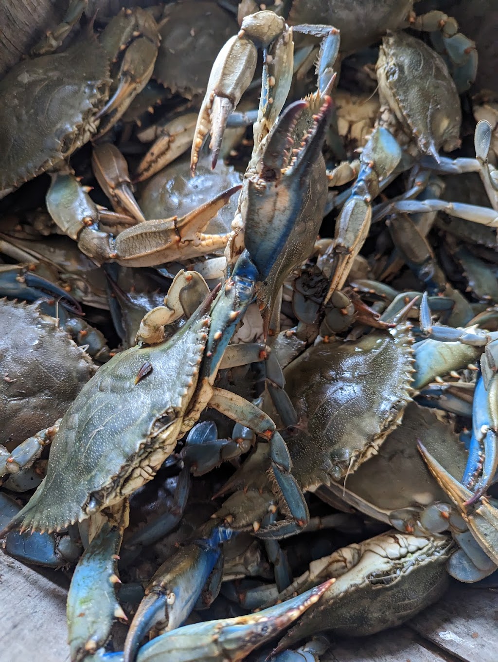 The Shanty Seafood restaurant and retail | restaurant | 11290 Trussum Pond Rd, Laurel, DE 19956, USA | 3029296031 OR +1 302-929-6031