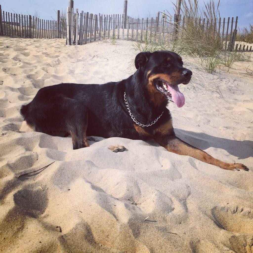 The Riverside Grill | restaurant | 31457 River Rd, Millsboro, DE 19966, USA | 3029453711 OR +1 302-945-3711