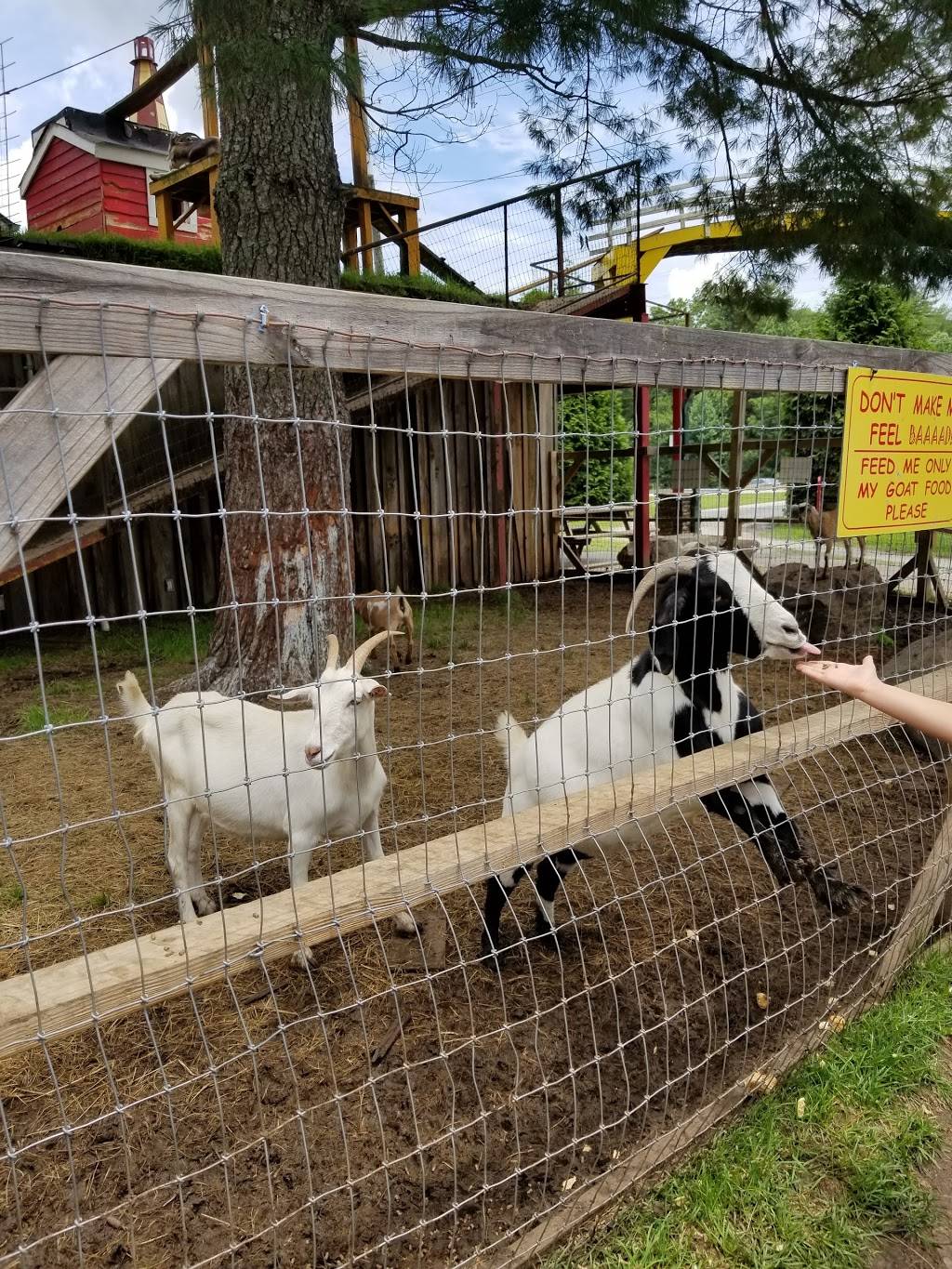 Goats On The Roof | restaurant | 3026 US-441, Tiger, GA 30576, USA | 7067822784 OR +1 706-782-2784