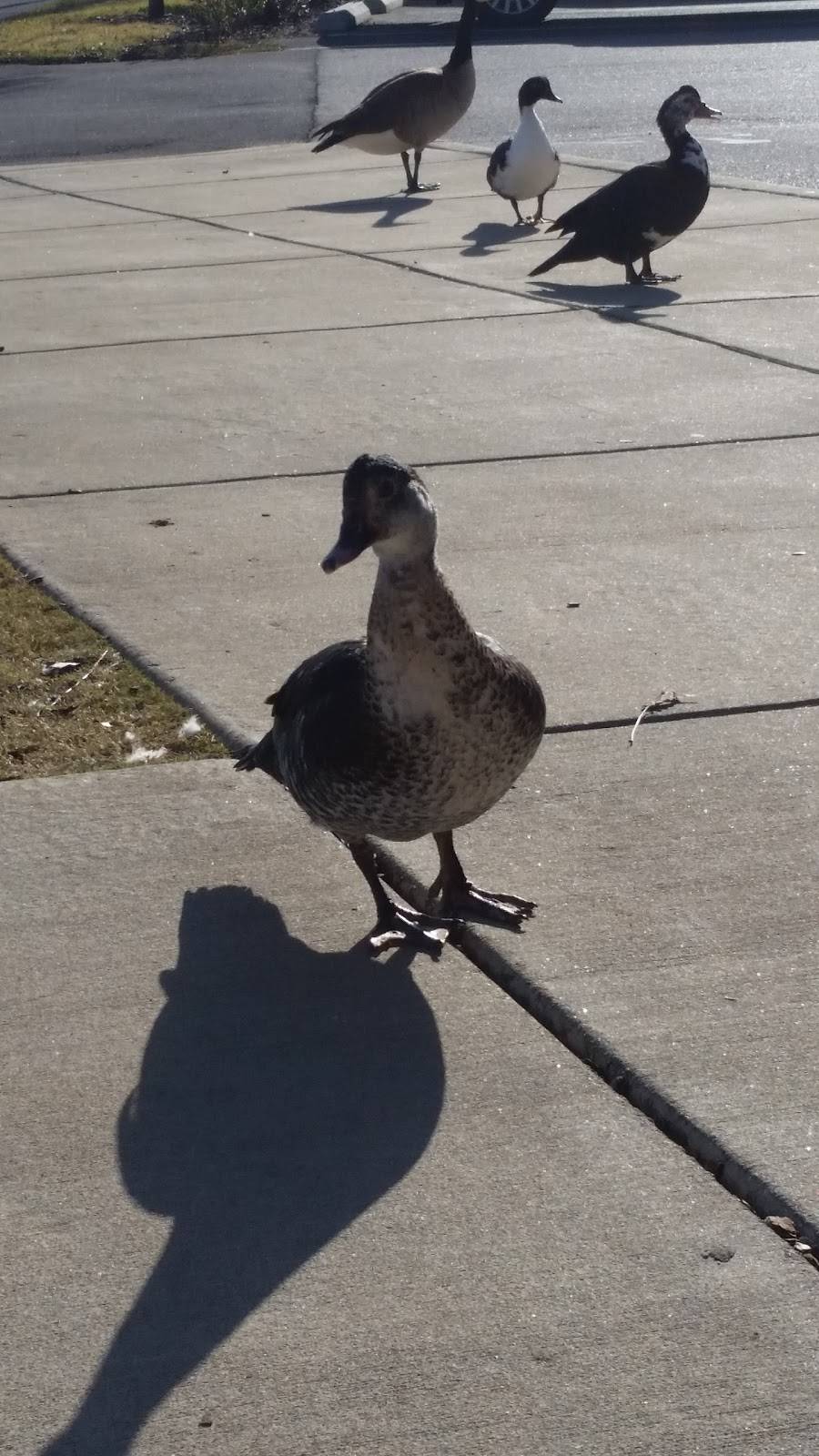 Hoos Q | restaurant | 101 15th St E, Tuscaloosa, AL 35401, USA | 2053456400 OR +1 205-345-6400