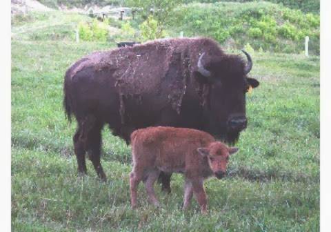 Sunset Ridge Buffalo Farm | restaurant | 465 Yarborough Rd, Roxboro, NC 27574, USA | 3365991297 OR +1 336-599-1297