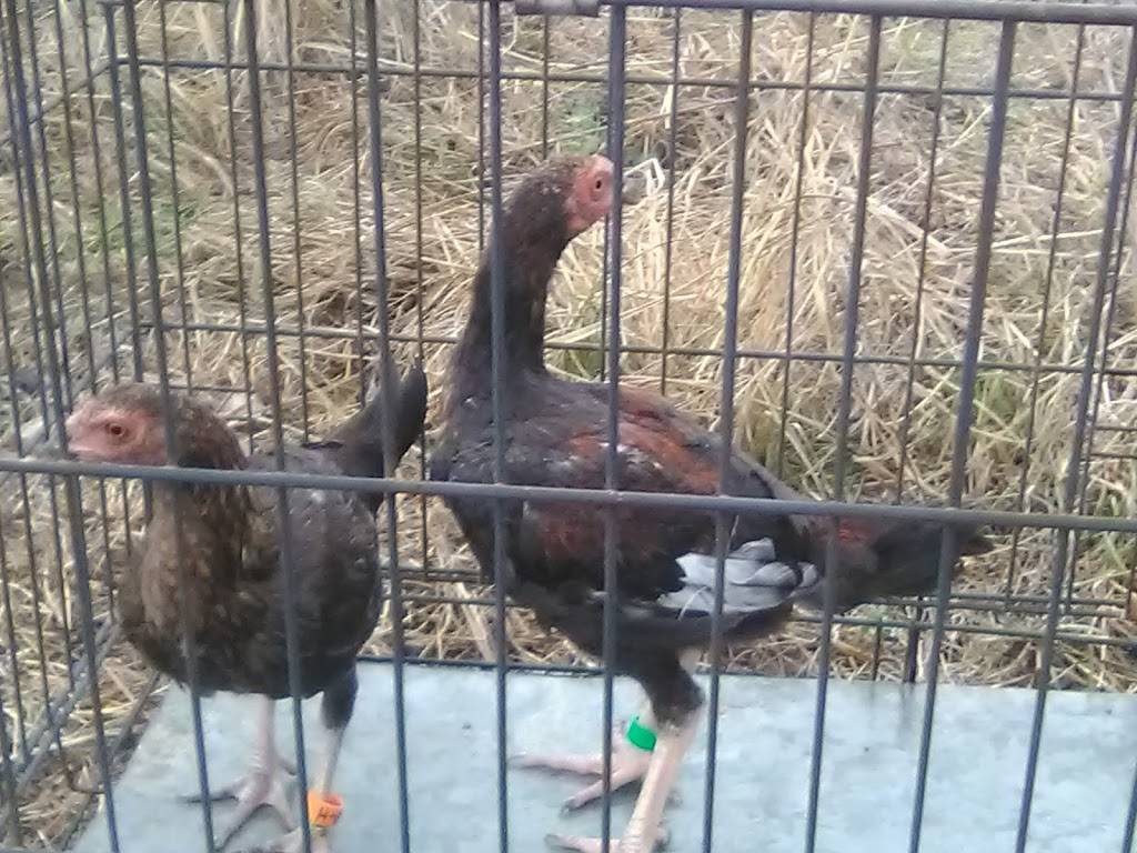 Backyard Brawlers Game Farm | restaurant | 7574 County Rd 4084, Scurry, TX 75158, USA | 4693679023 OR +1 469-367-9023