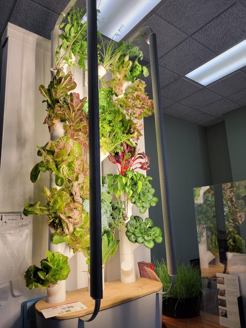 Love Greens | restaurant | 121 E Van Buren, Eureka Springs, AR 72632, USA | 4793636050 OR +1 479-363-6050