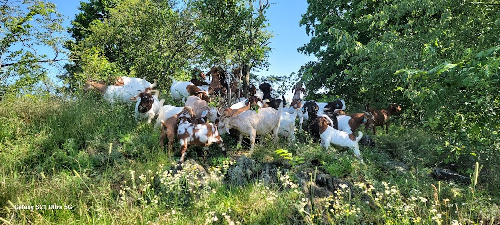 Aires-Hill Farm | restaurant | 2315 N Rd, Enosburg Falls, VT 05450, USA | 8029338182 OR +1 802-933-8182