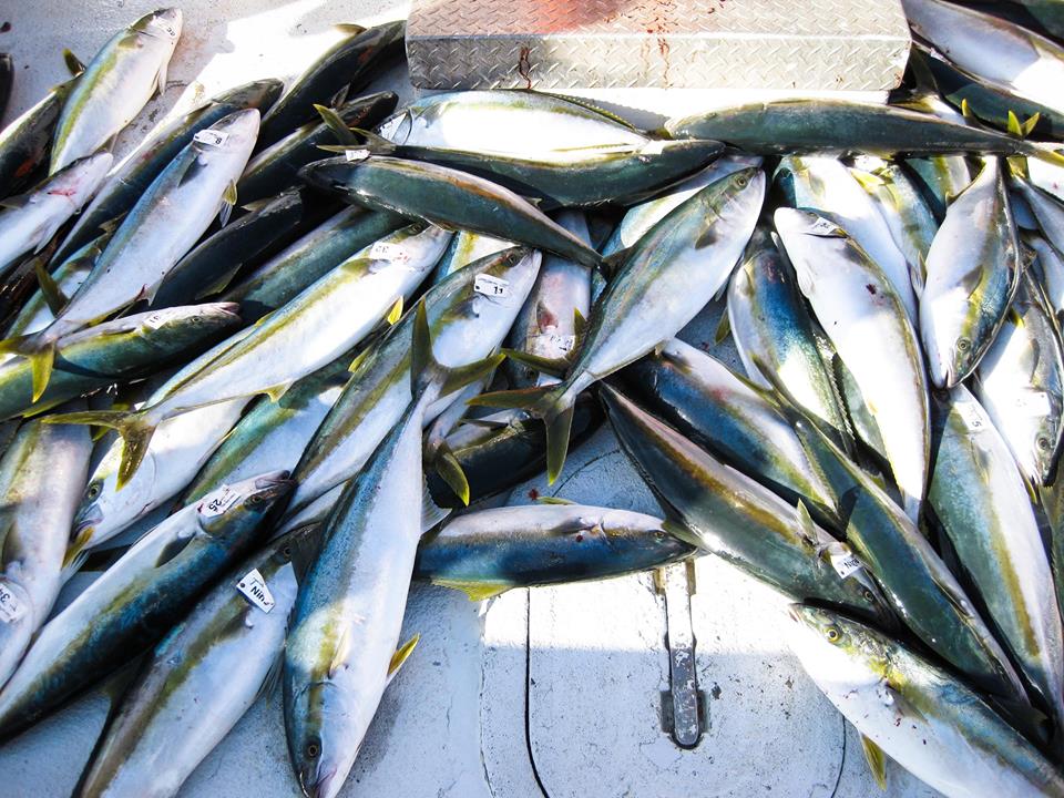 22nd Street Landing Sportfishing | meal takeaway | 141 W 22nd St, San Pedro, CA 90731, USA | 3108328304 OR +1 310-832-8304