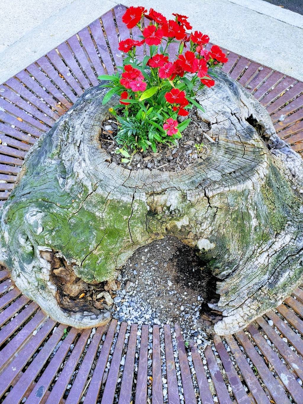 Toli | restaurant | Cleveland, OH 44106, USA | 2163311069 OR +1 216-331-1069