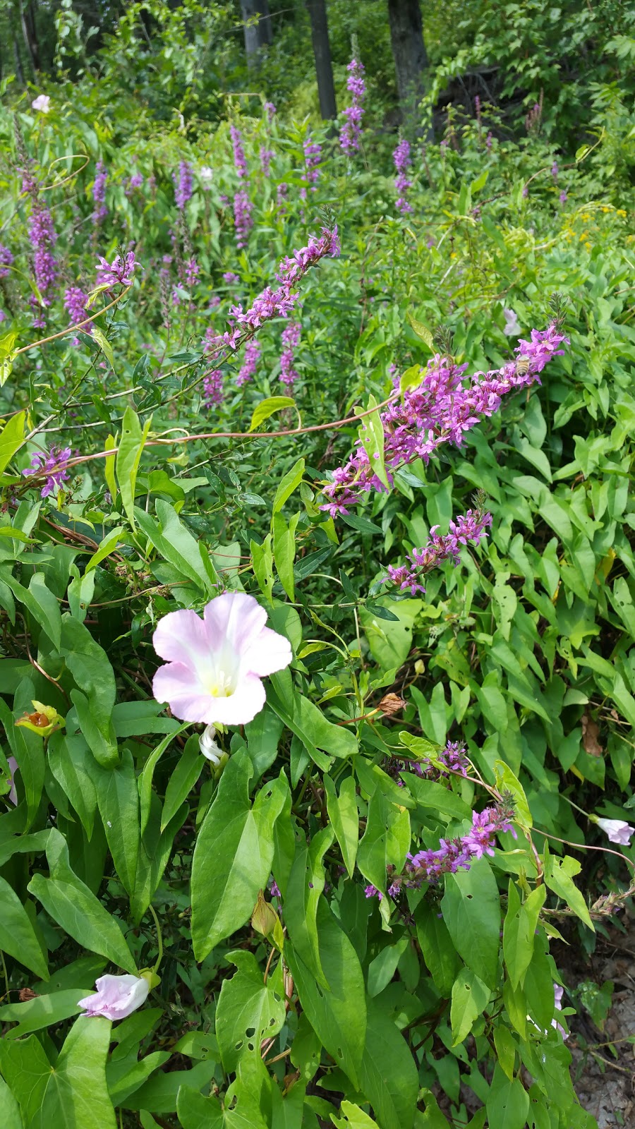 Woods of Westminster Golf Course | restaurant | 23 Rock Maple Ln, Westminster, MA 01473, USA | 9788740500 OR +1 978-874-0500