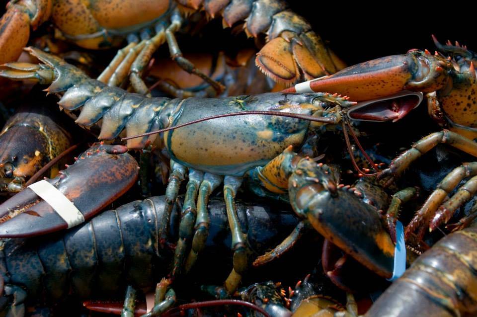 Liberty Lobster | restaurant | 35 Homers Wharf, New Bedford, MA 02740, USA | 5089974500 OR +1 508-997-4500