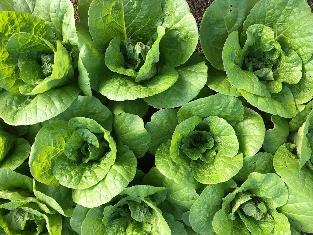 Carriage House Farm Market | restaurant | 2872 Lawrenceburg, North Bend, OH 45052, USA | 5134670096 OR +1 513-467-0096