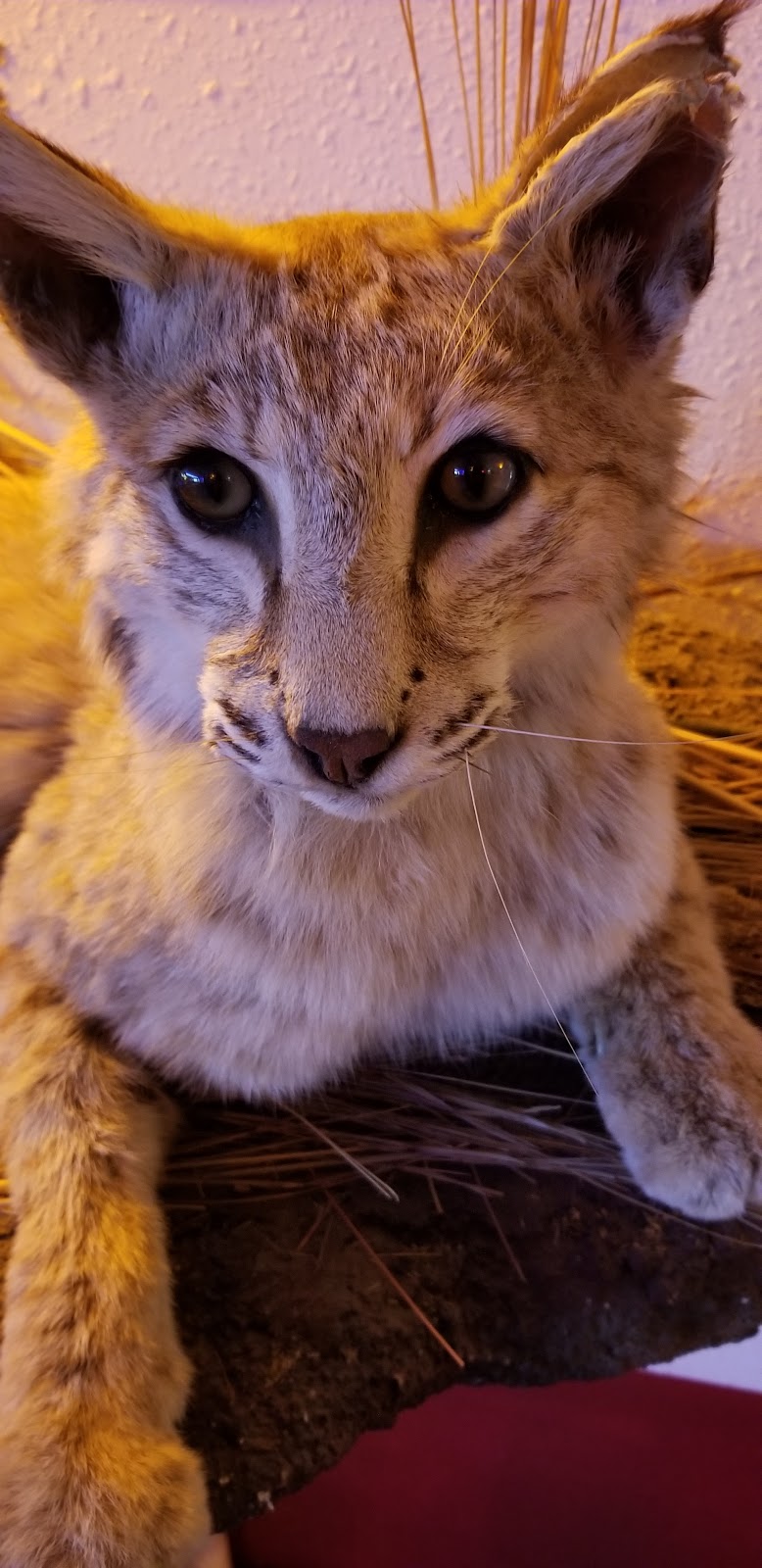 CJs at the Lake | restaurant | 54882 897 Rd, Crofton, NE 68730, USA | 4023884267 OR +1 402-388-4267