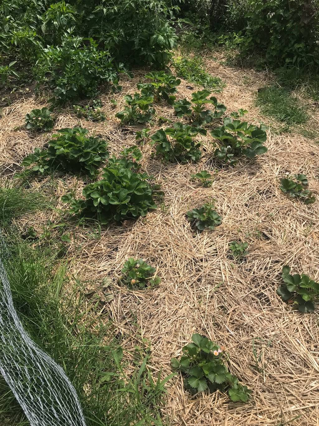 Ziggy’s Side-Door Pub | restaurant | 6158 W 63rd St, Chicago, IL 60638, USA | 7735860794 OR +1 773-586-0794