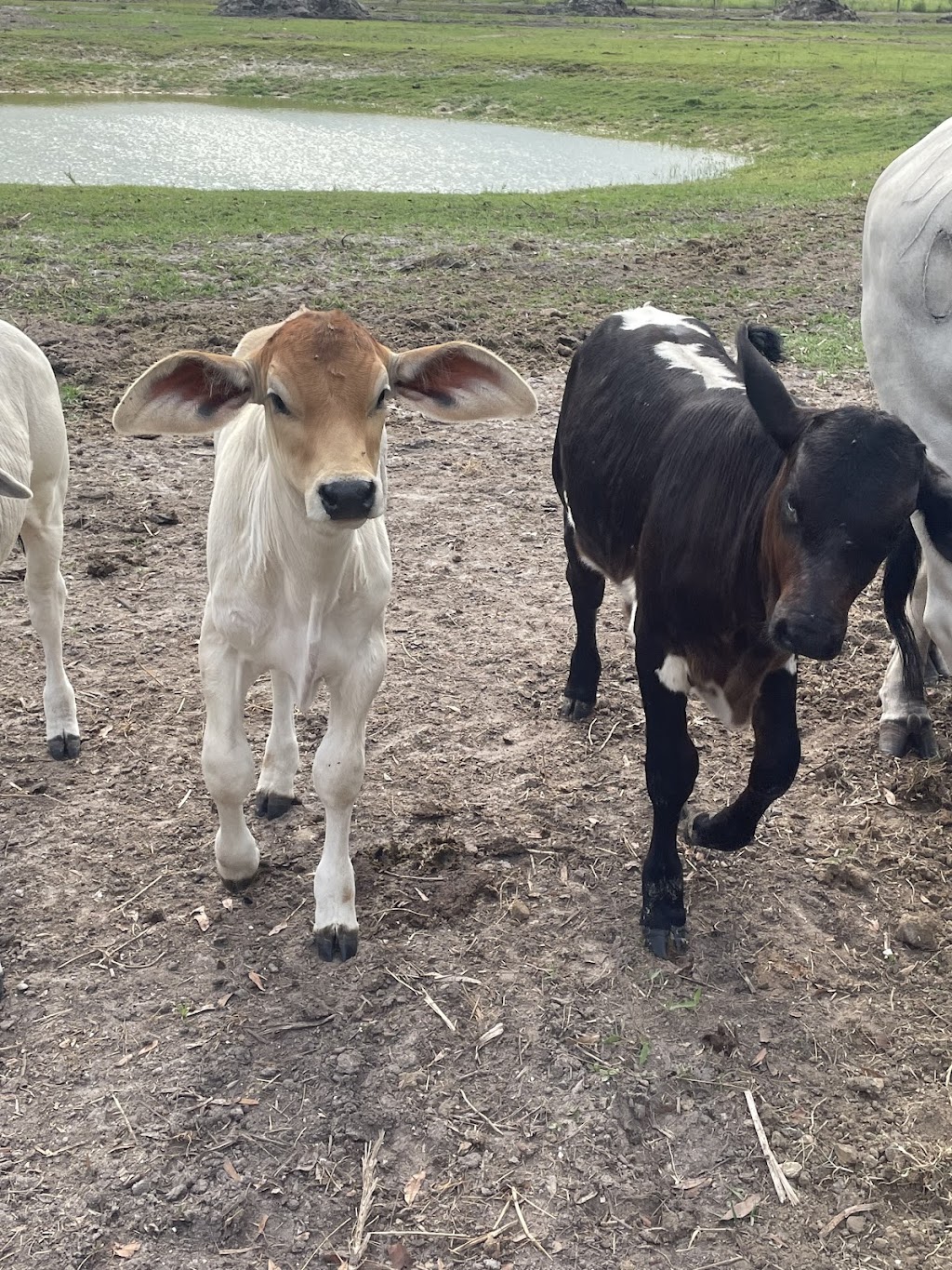 JWT Chicken Sales (Farm) | restaurant | 2401 Trowbridge Rd, Fort Pierce, FL 34945, USA | 7728019310 OR +1 772-801-9310