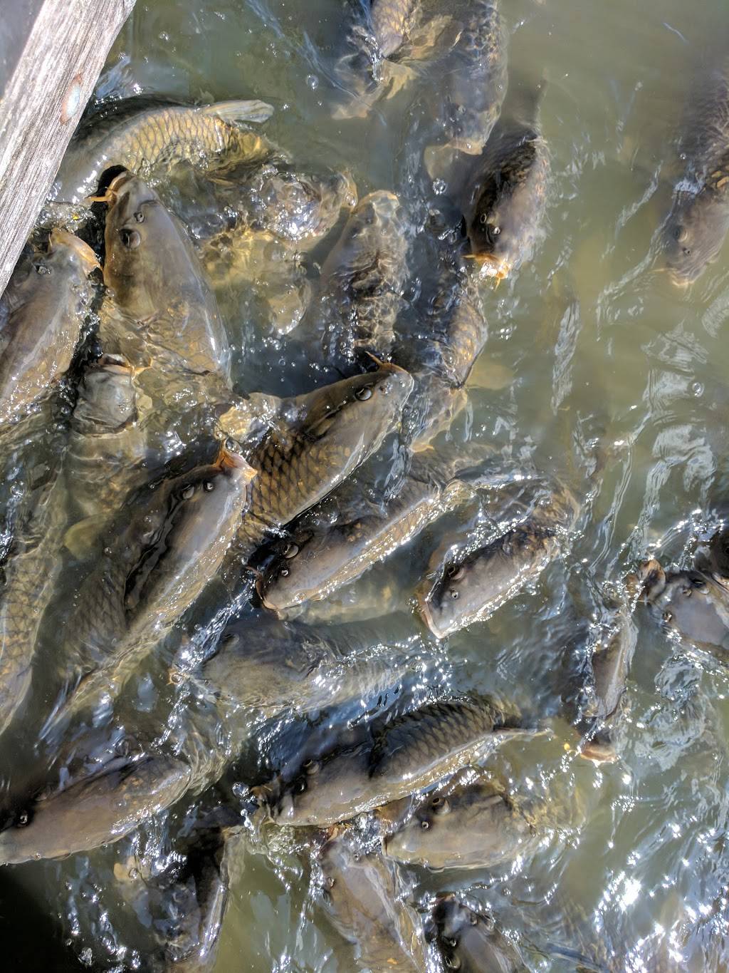 Latitude 41 Bar and Grill | restaurant | Saylorville Lake Marina, 6170 NW Polk City Dr, Polk City, IA 50226, USA | 5159849512 OR +1 515-984-9512