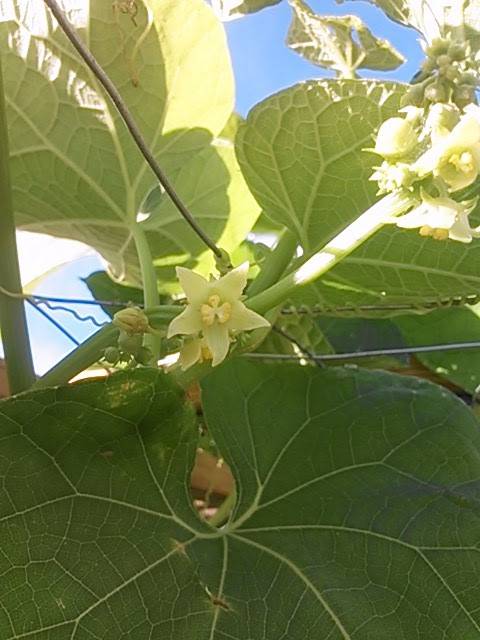 Par 3 Restaurant & Lounge | restaurant | 1530 E Judge Perez Dr, Chalmette, LA 70043, USA | 5042799114 OR +1 504-279-9114